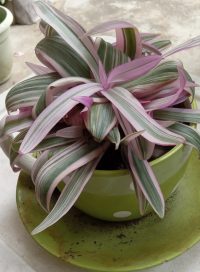 Oyster Plant
